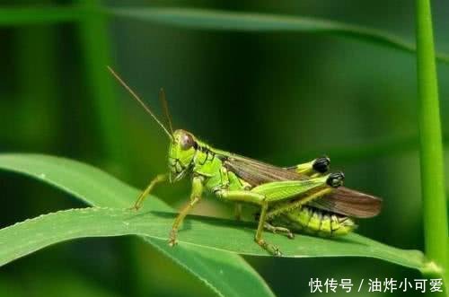揭秘沙漠蝗灾起源，预警系统重要性，蝗群最早消息解读