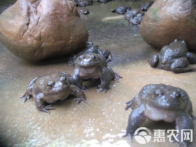 石蛙揭秘，探寻神秘生物的历史与奥秘首探消息