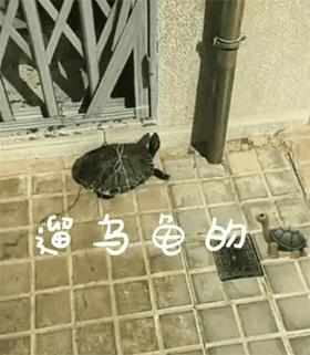 全球疫情最新动态，共同应对挑战的今天