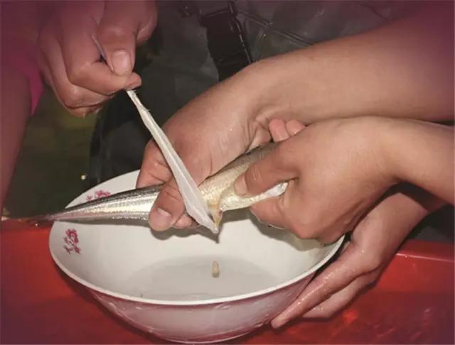 刀鱼首现，揭开神秘海洋鱼类序幕