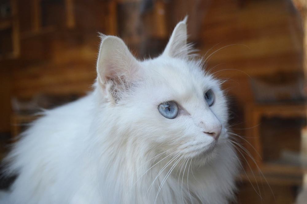 探索互联网时代的记忆碎片，最早版快猫链接揭秘