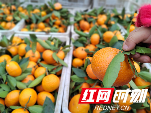 慈利柑橘，探寻源头资讯，揭秘产业奥秘