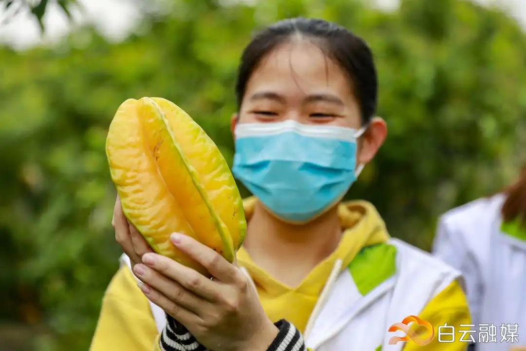 热带传奇果实番石榴的起源与演变