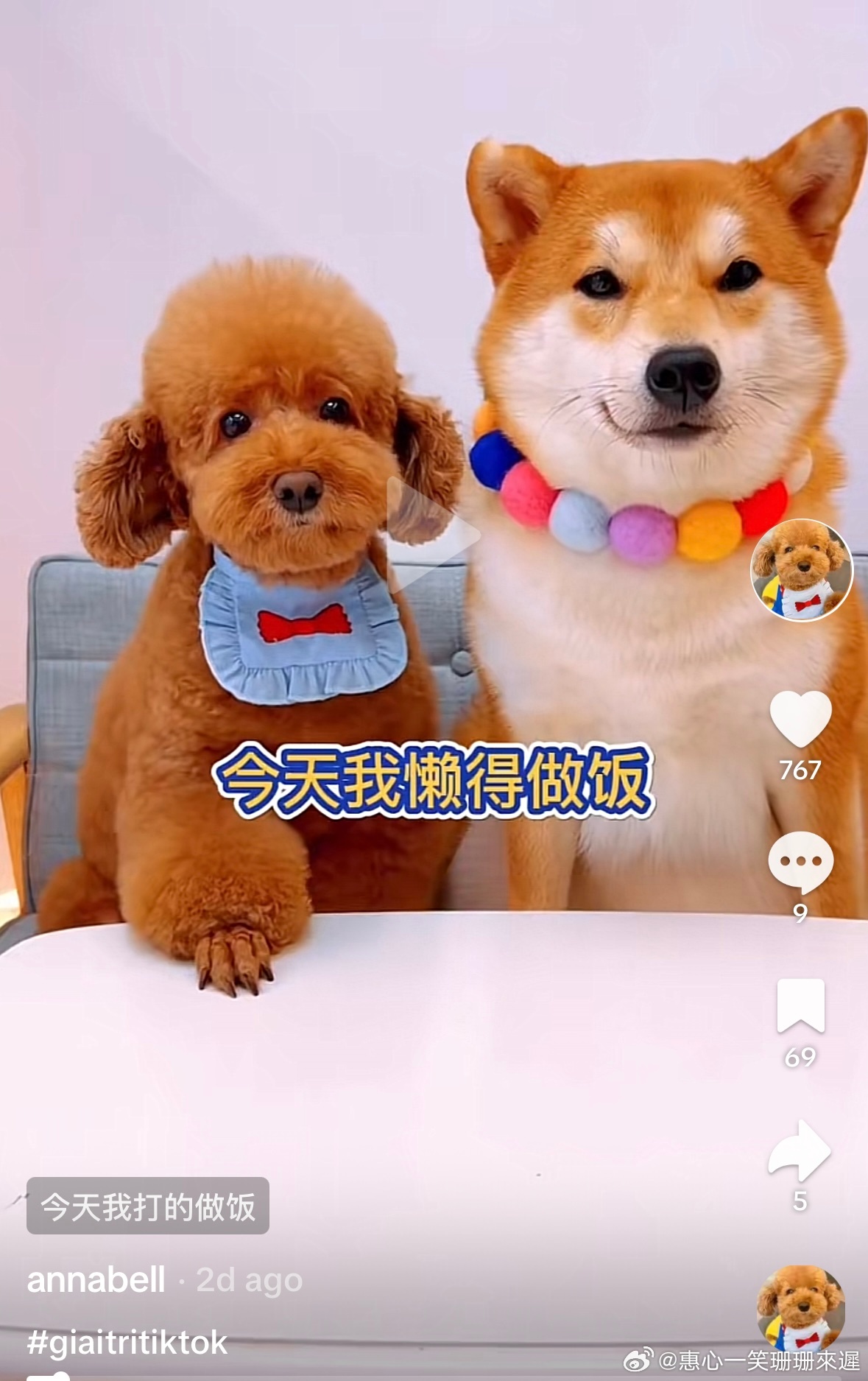 狗狗抖音视频，起源与早期发展概览