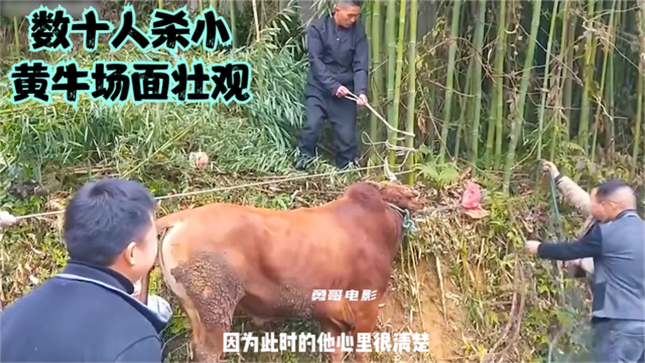 揭秘信息时代抢票真相，黄牛的抢票大战与消息比拼