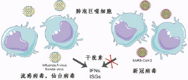 心冠病毒最早情况揭秘