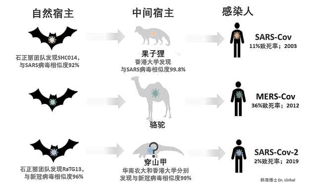新冠状病毒起源探讨