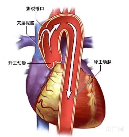 揭秘主动脉起源与发展，人体动脉系统的早期消息