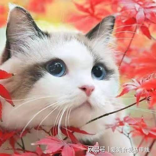 猫烫开水事件揭秘，最初消息及广泛影响