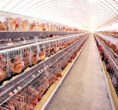 山东生猪行情最新消息全面解析