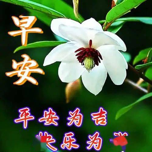 每日晨间问候，早上好图片，唤醒美好心情的早晨祝福
