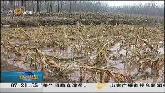 河北肃宁冰雹灾害突袭，众志成城共抗灾难